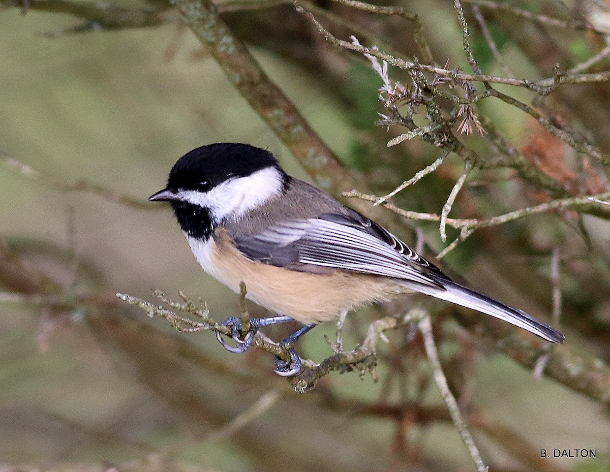 Carolina/Black-capped Chickadee - Bill Dalton