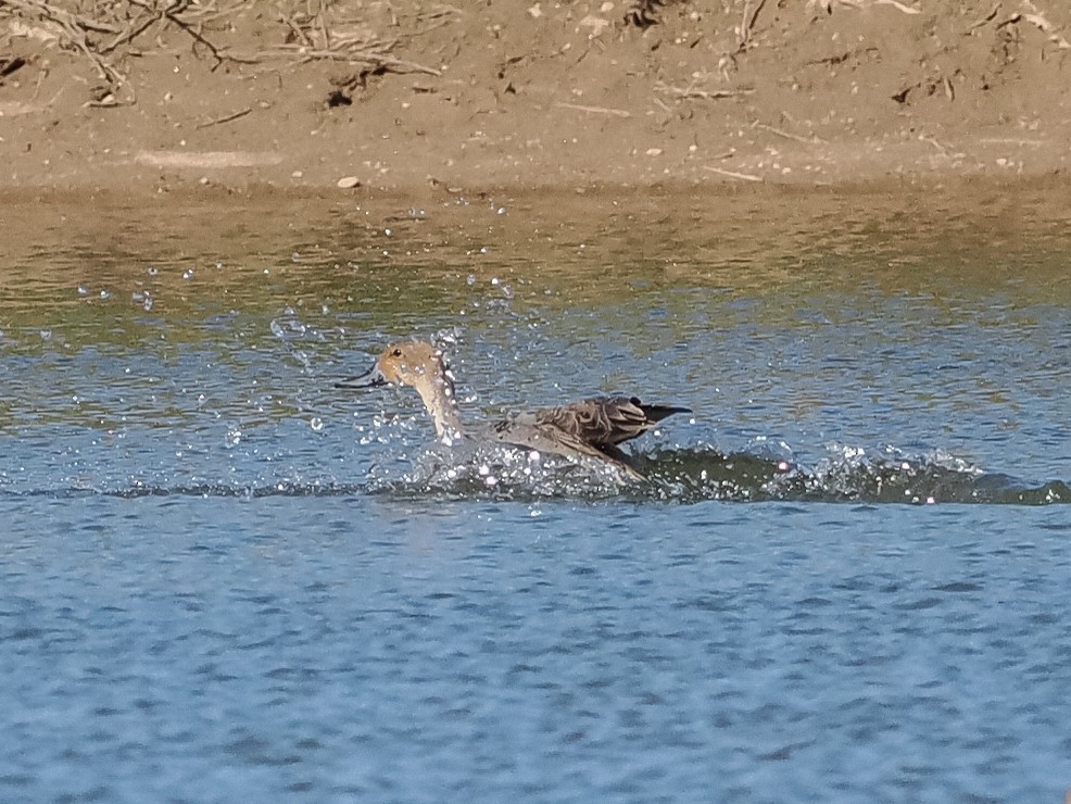 Northern Pintail - ML609323172