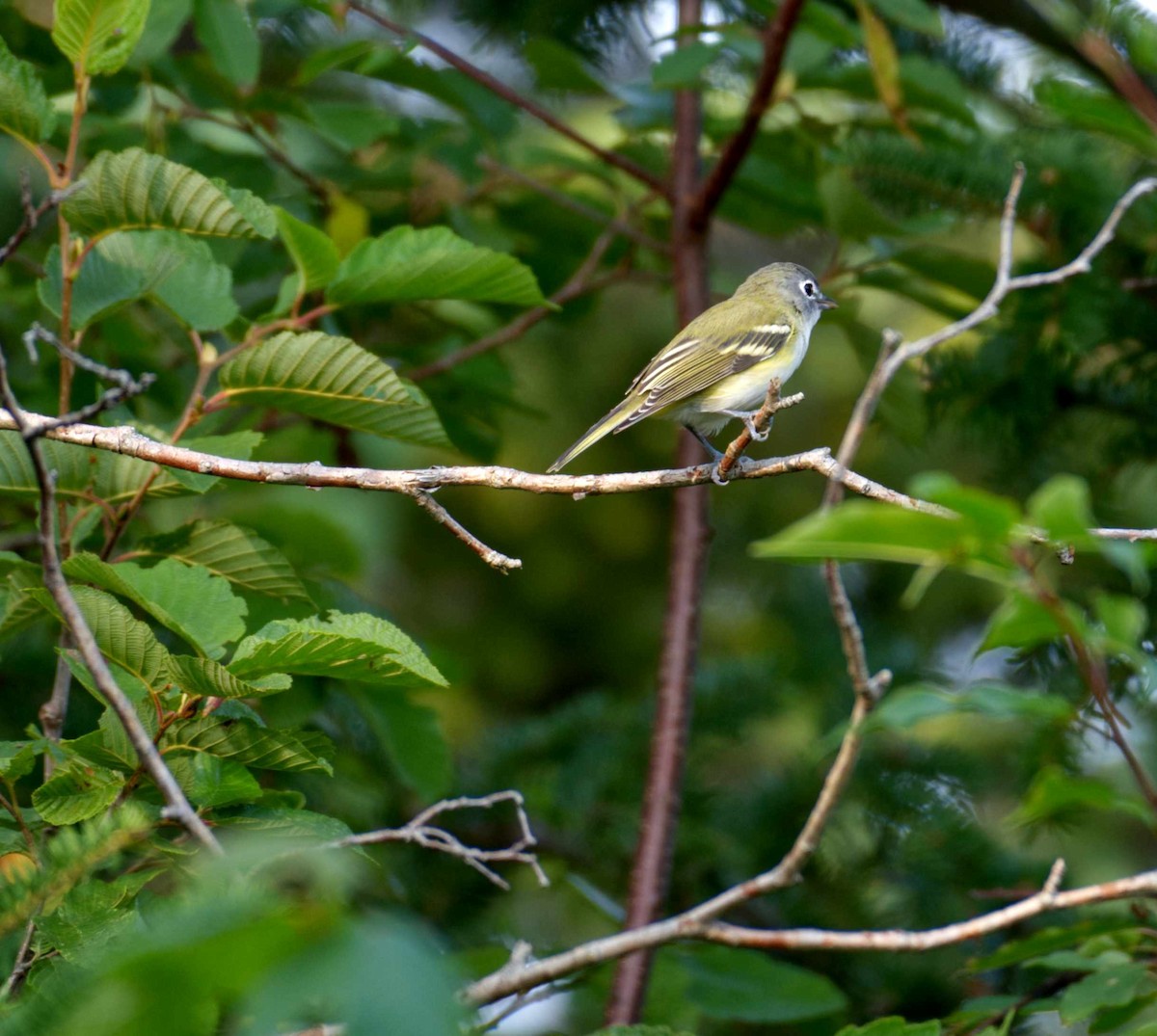 Blue-headed Vireo - ML609323217