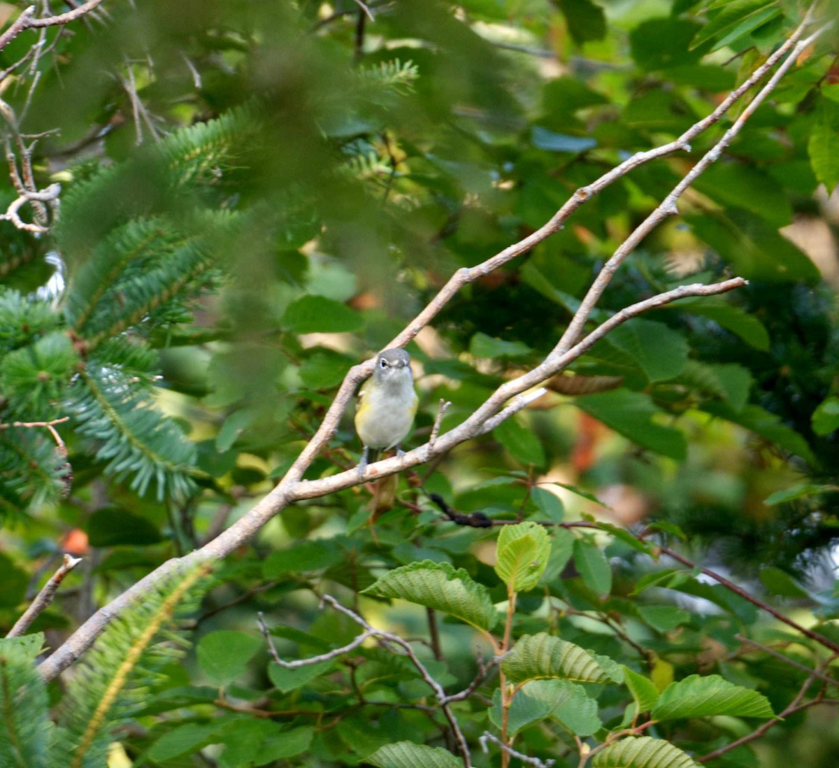 Blue-headed Vireo - ML609323218