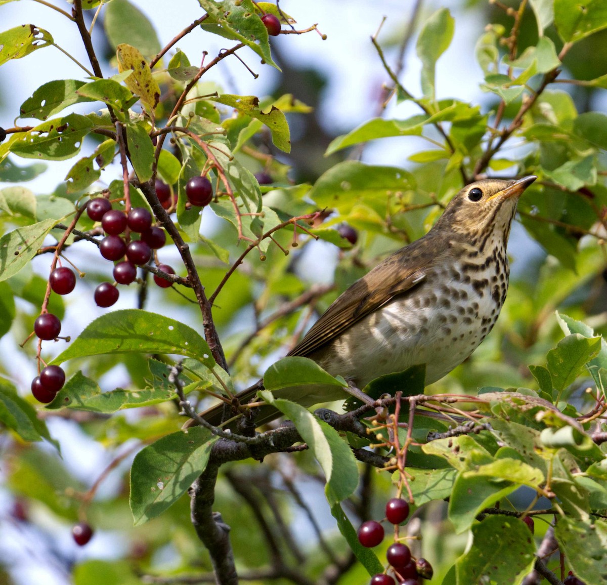 Swainson's Thrush - ML609323239