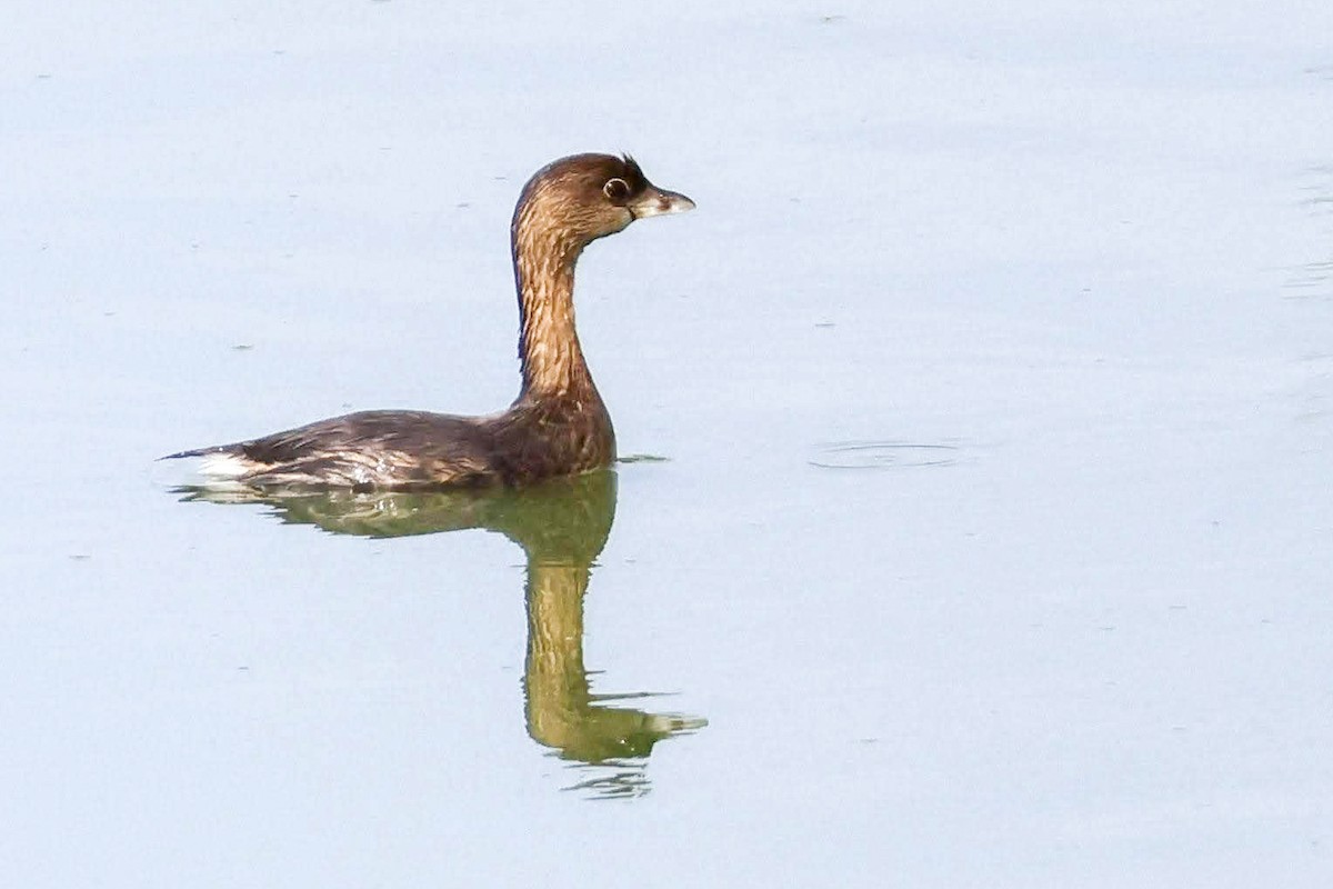 Pied-billed Grebe - ML609323256