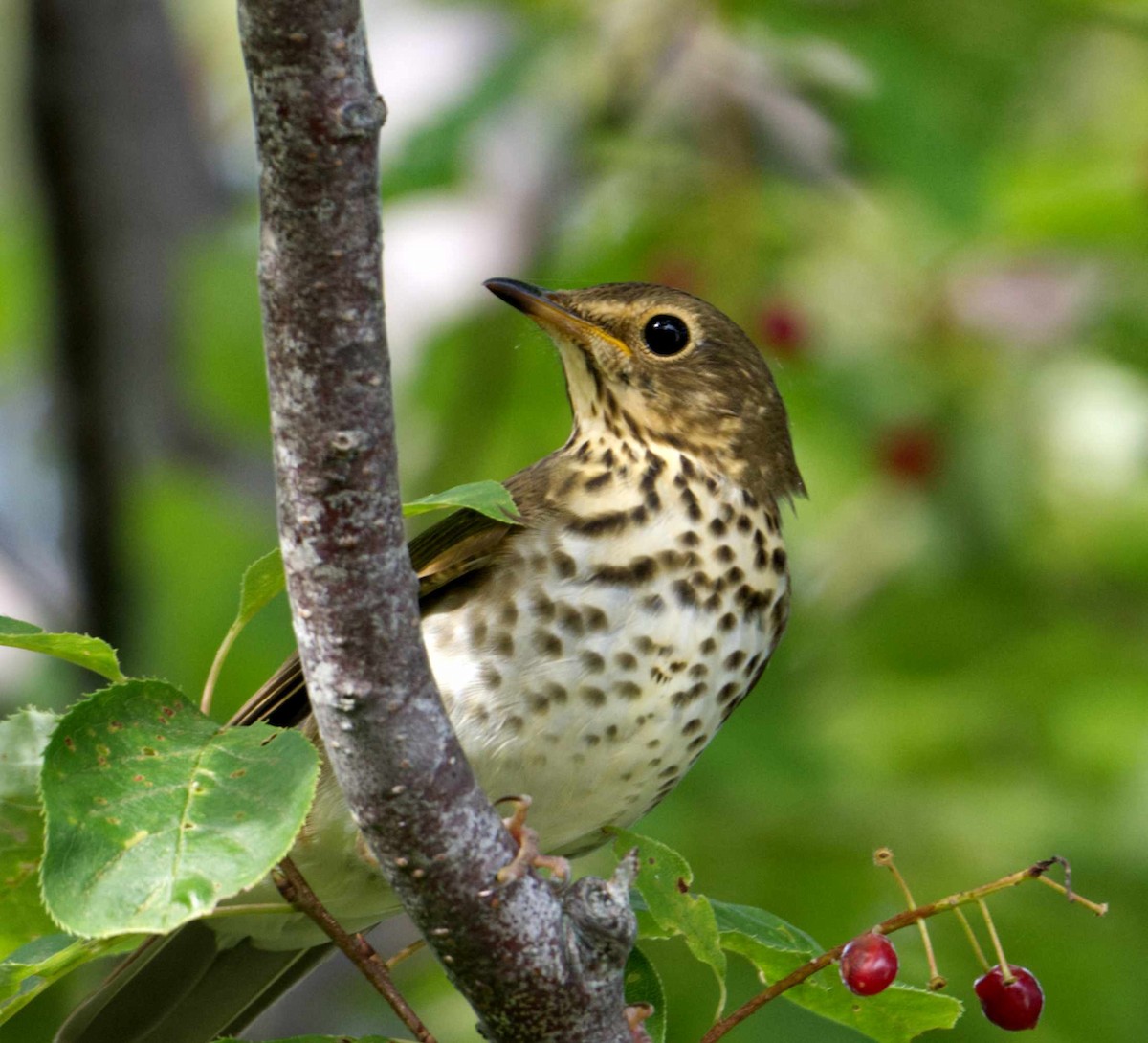Swainson's Thrush - ML609323258