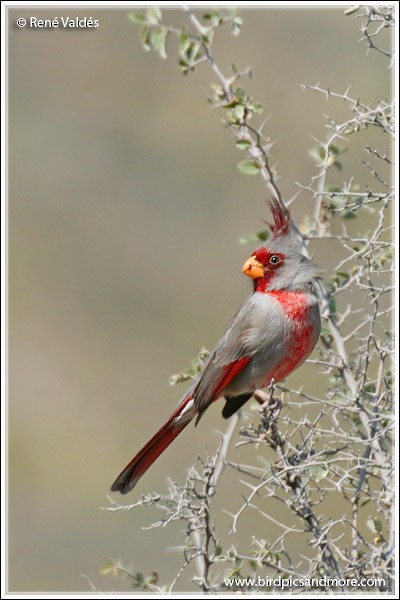 Pyrrhuloxia - ML609323264