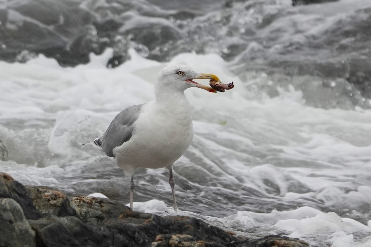 Herring Gull - ML609323300