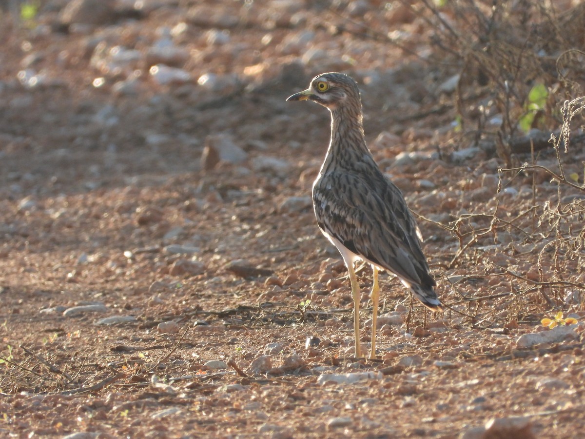 Eurasian Thick-knee - biel miquel