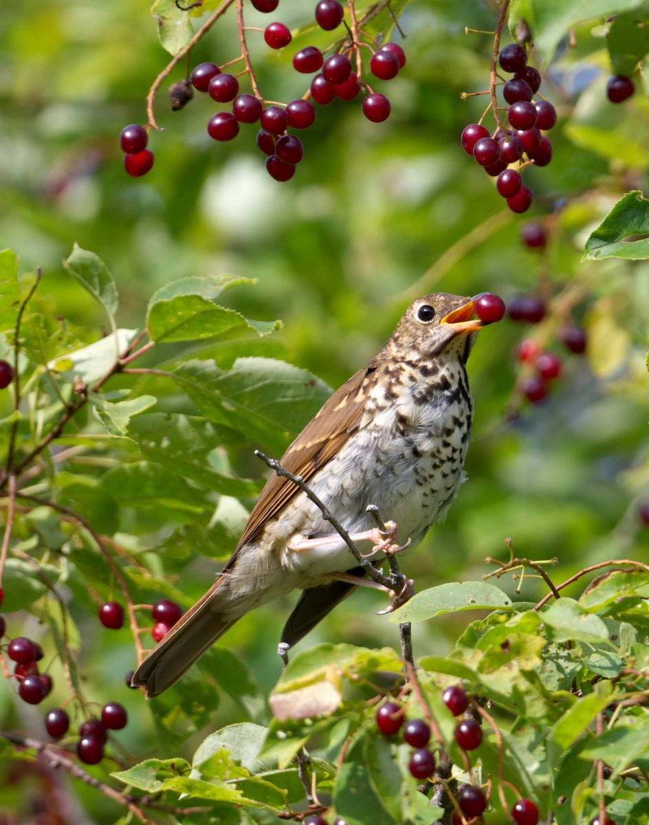 Hermit Thrush - ML609323339
