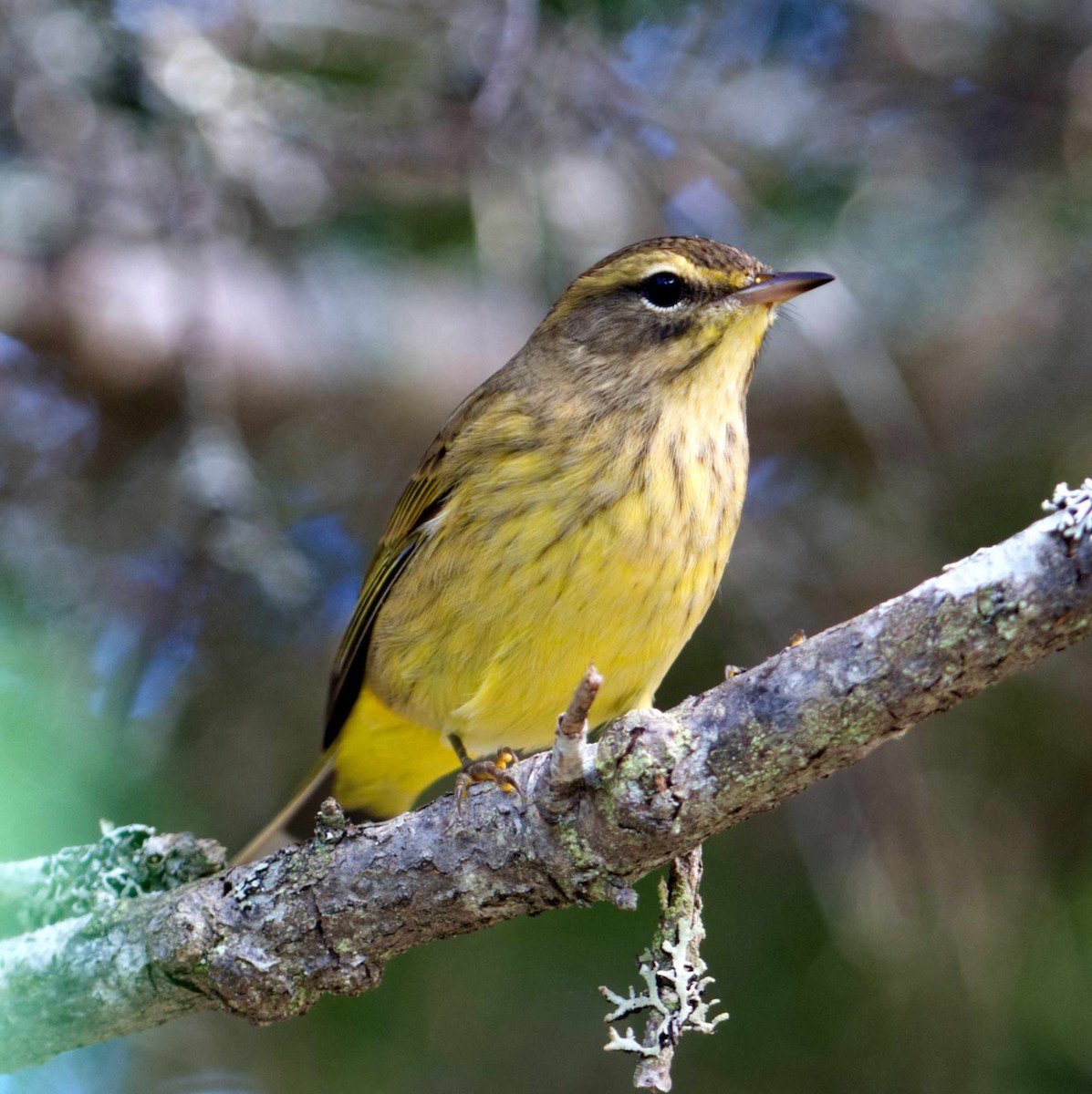 Palm Warbler - ML609323363
