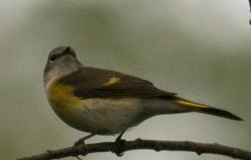 American Redstart - ML609323435