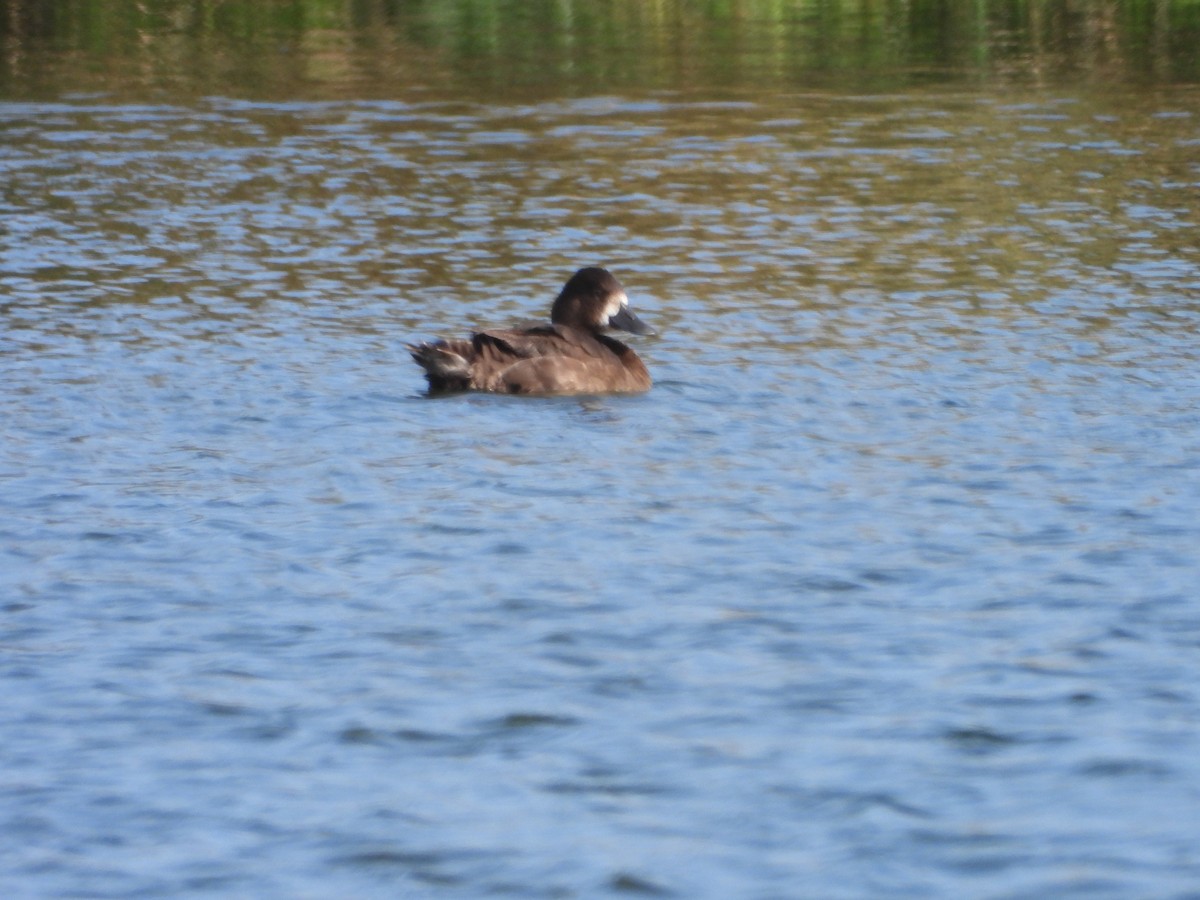 Lesser Scaup - ML609323490