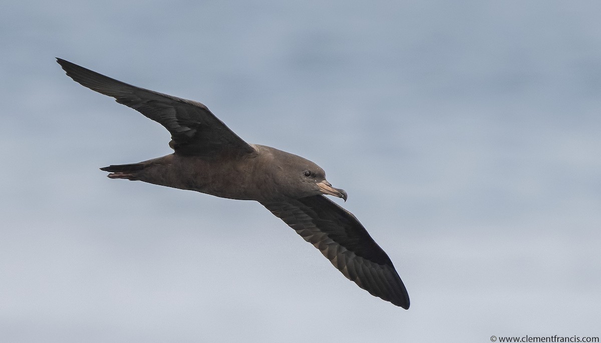 Flesh-footed Shearwater - ML609323555
