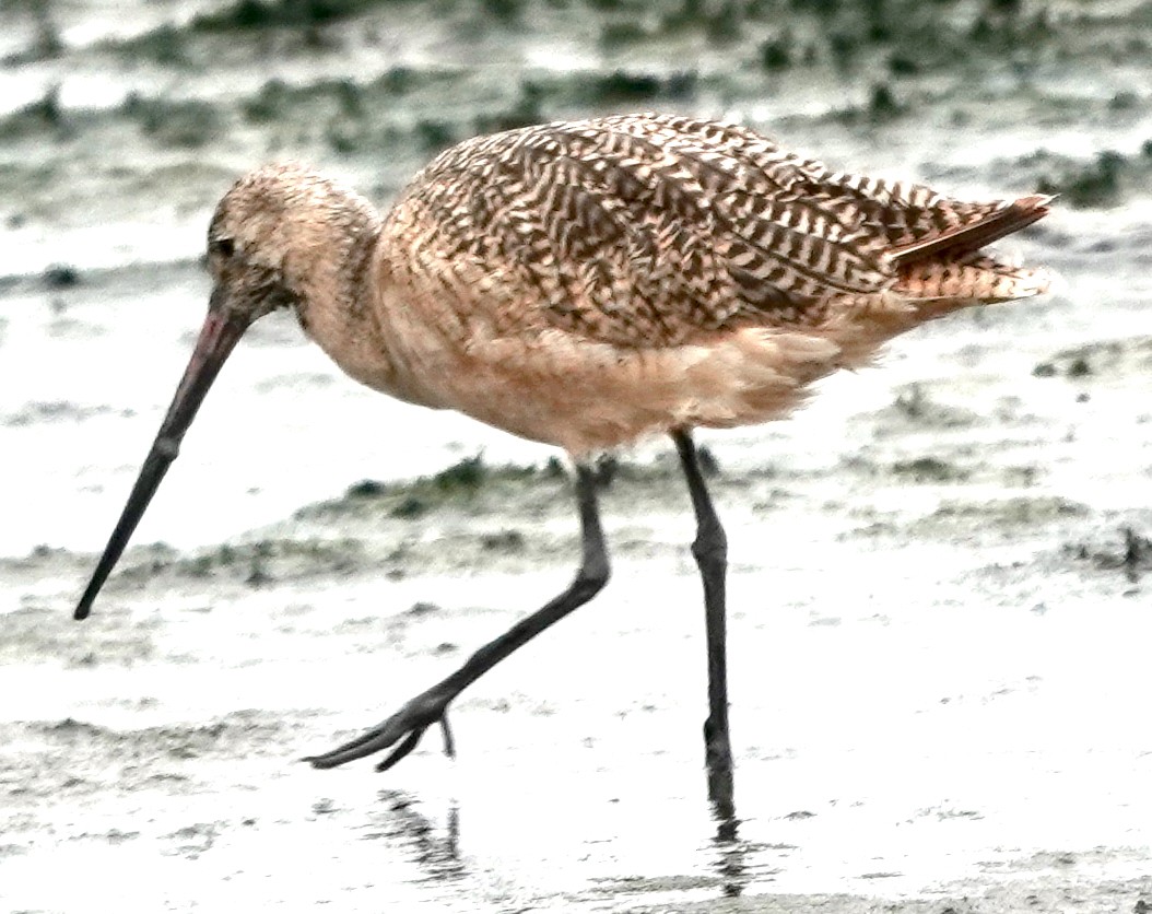 Marbled Godwit - ML609323569