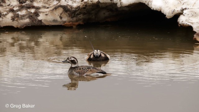 Long-tailed Duck - ML609323590