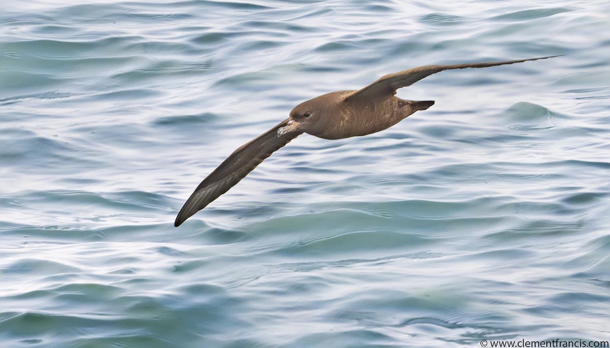 Flesh-footed Shearwater - ML609323597