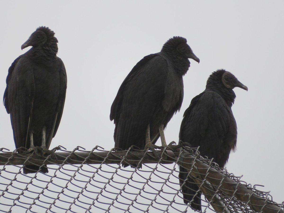 Black Vulture - ML609323638