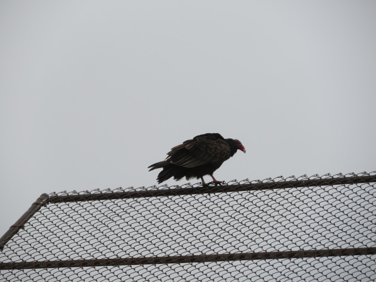 Turkey Vulture - ML609323643
