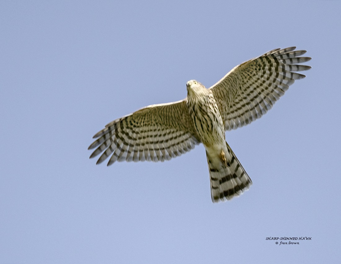 Sharp-shinned Hawk - ML609323649