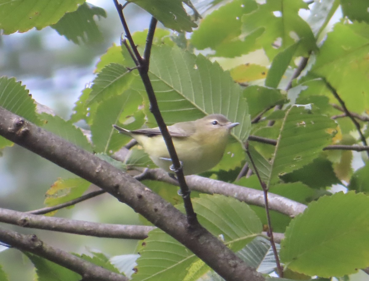 Vireo de Filadelfia - ML609323693