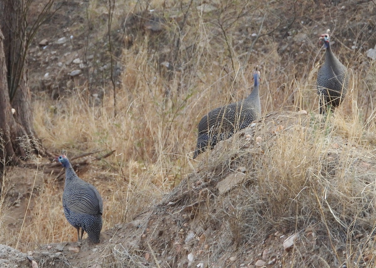 Helmeted Guineafowl - ML609323704