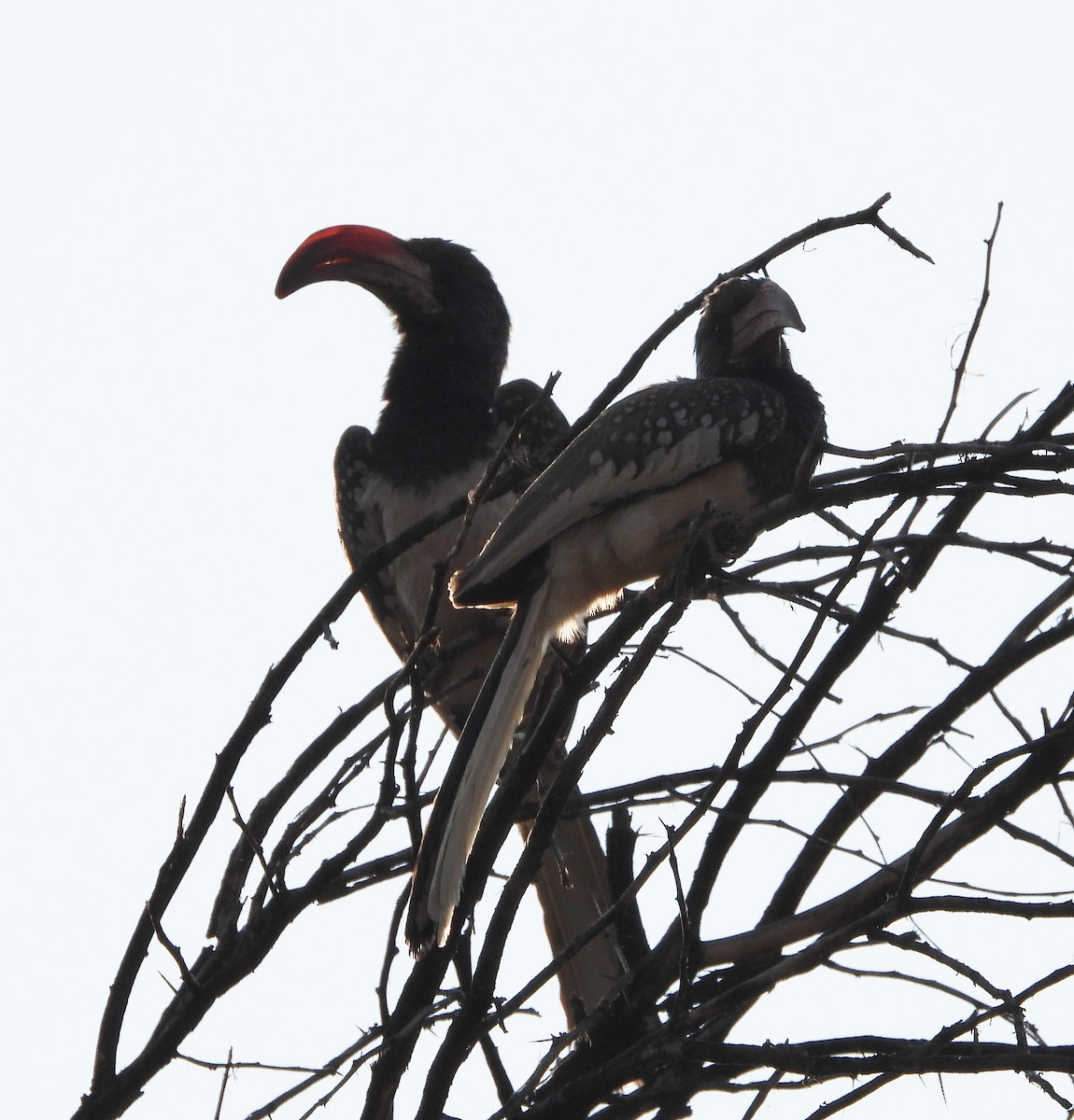 Monteiro's Hornbill - ML609323742