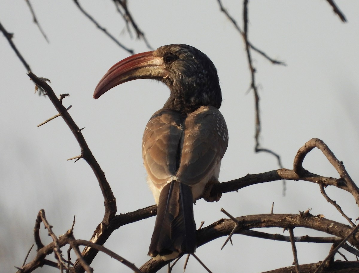 Monteiro's Hornbill - ML609323743