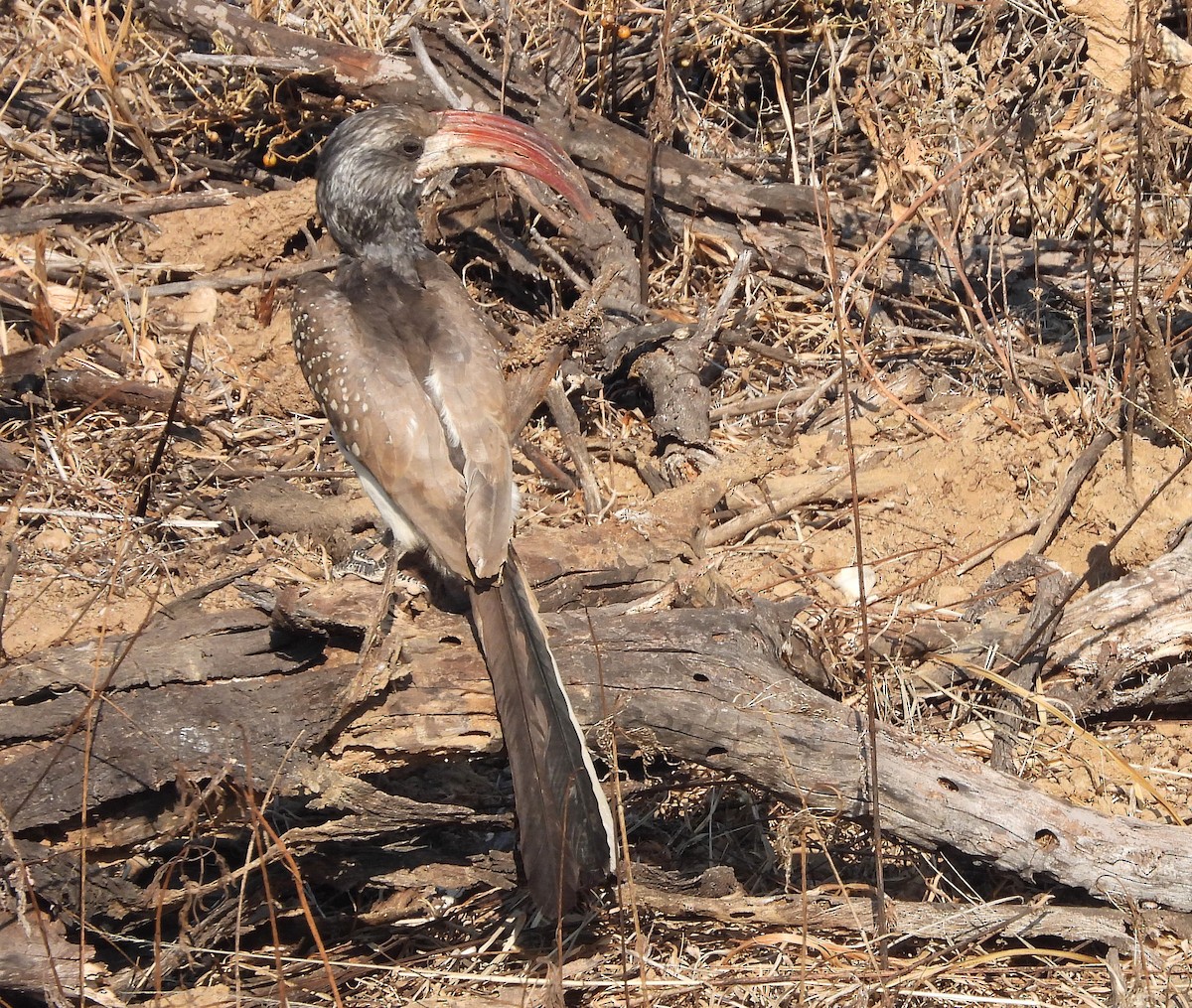 Monteiro's Hornbill - ML609323745