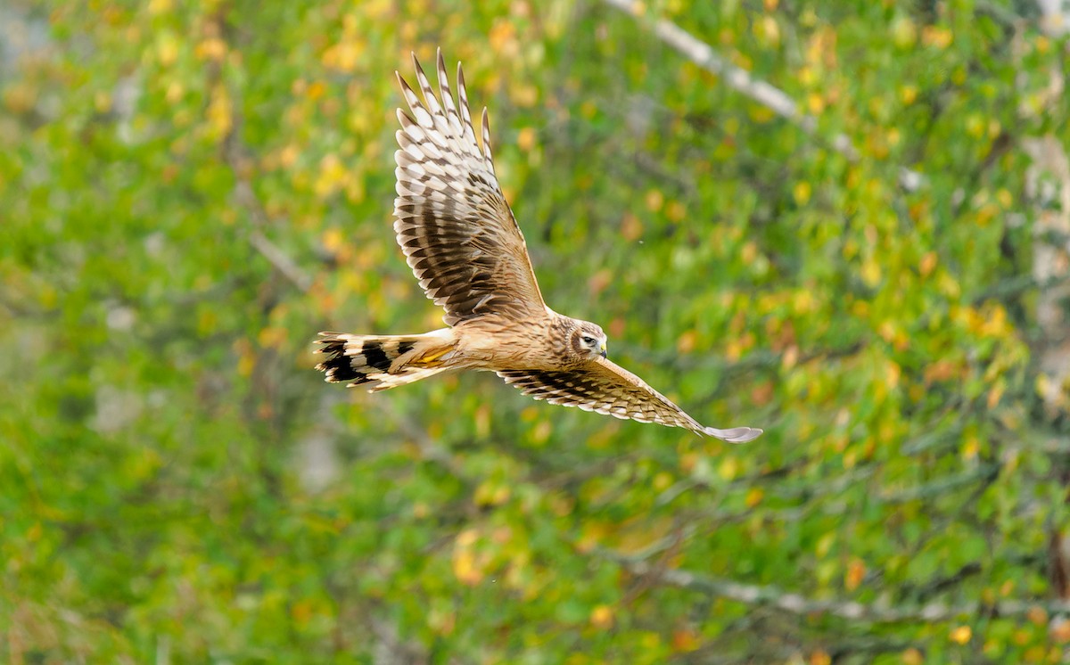 Hen Harrier - ML609323749