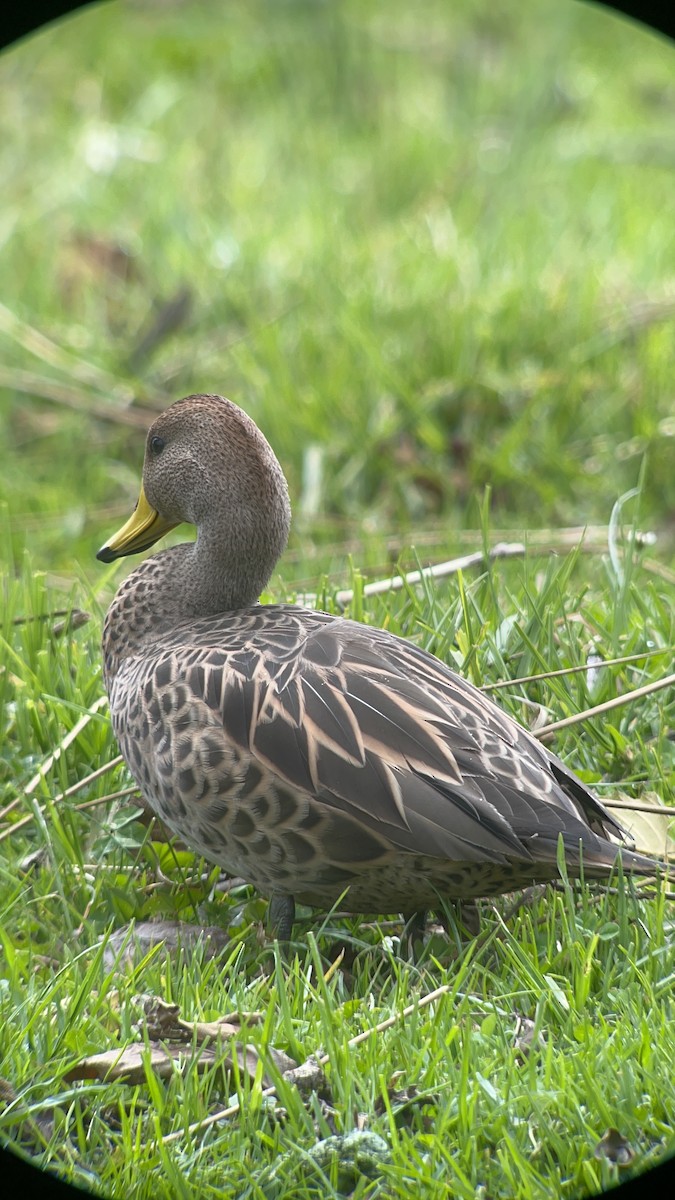 Yellow-billed Pintail (South American) - ML609323784