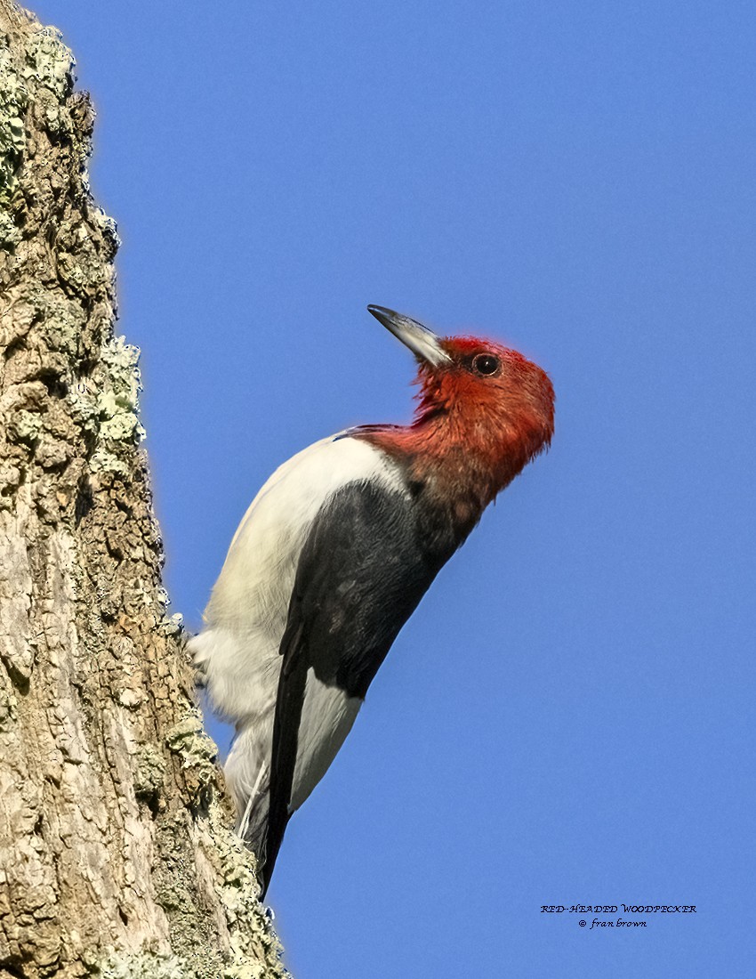 Red-headed Woodpecker - ML609323813
