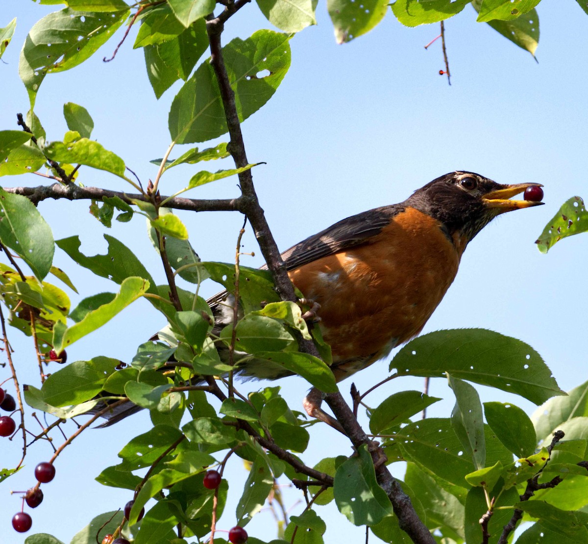 American Robin - ML609323852