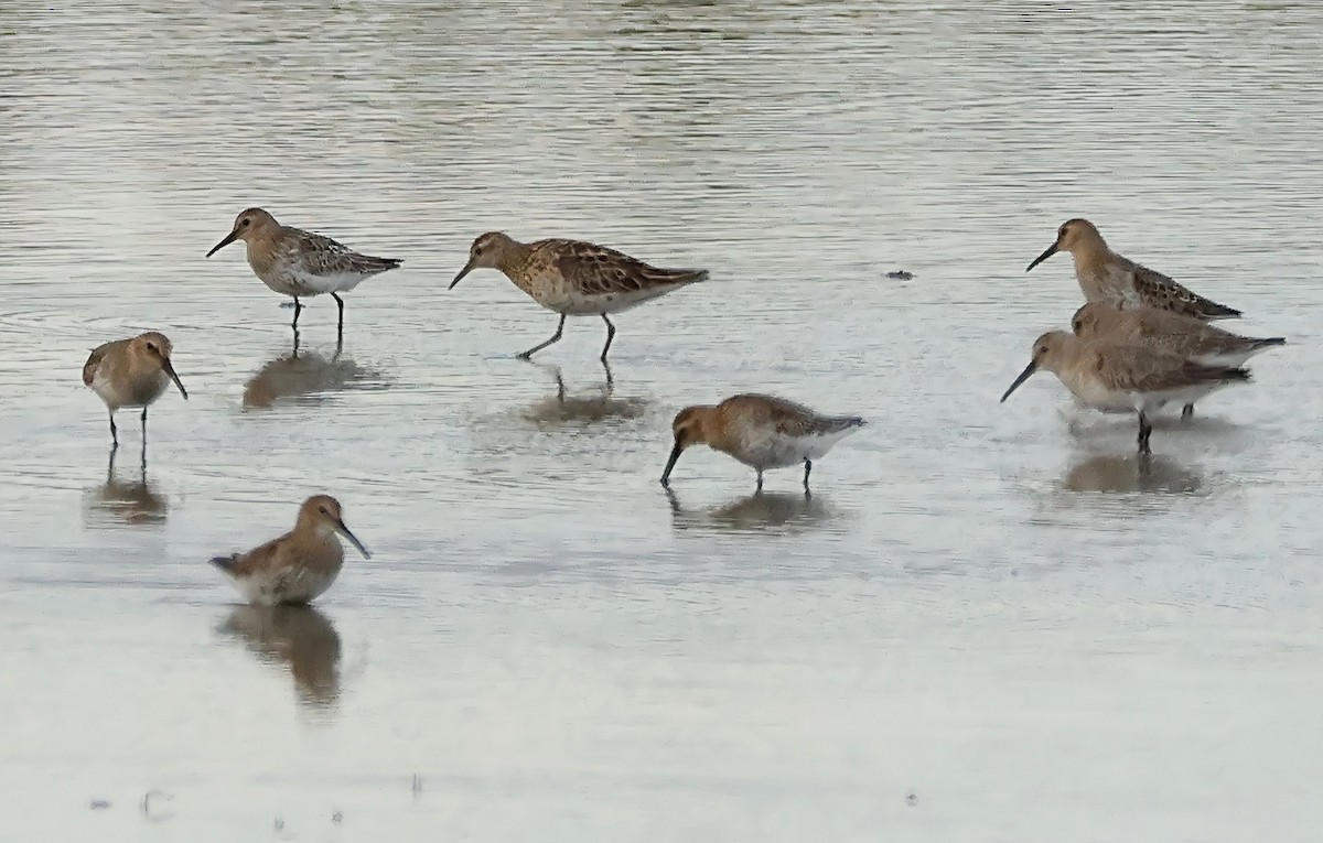 Sharp-tailed Sandpiper - ML609323884