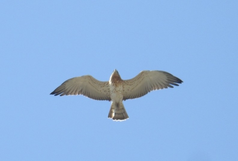 Short-toed Snake-Eagle - Pep Cantó