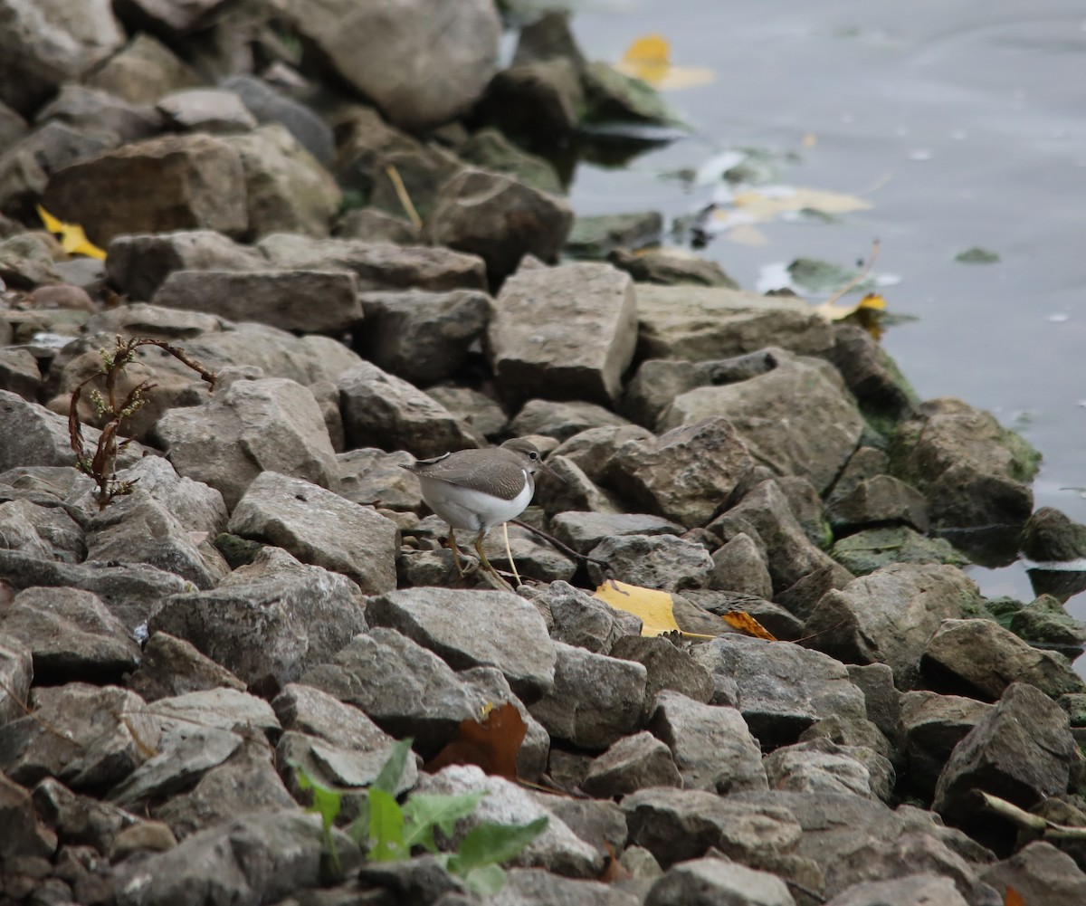 Spotted Sandpiper - ML609323959