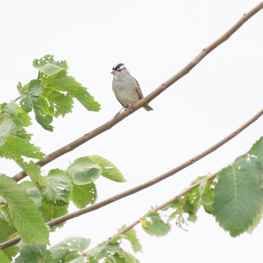 White-crowned Sparrow - ML609323981