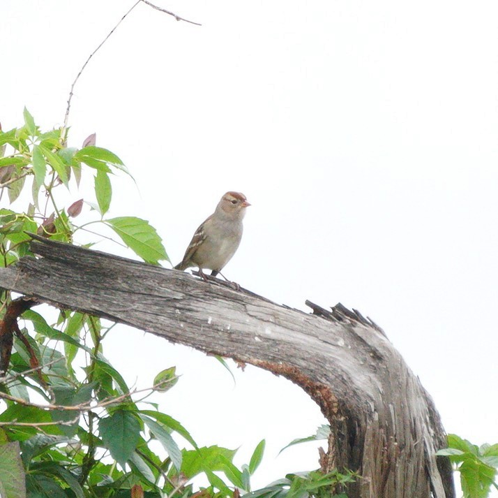 White-crowned Sparrow - ML609323990