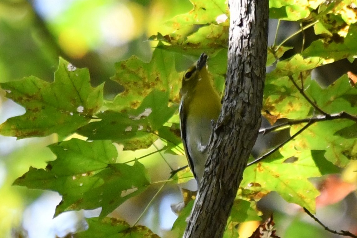 Viréo à gorge jaune - ML609324085