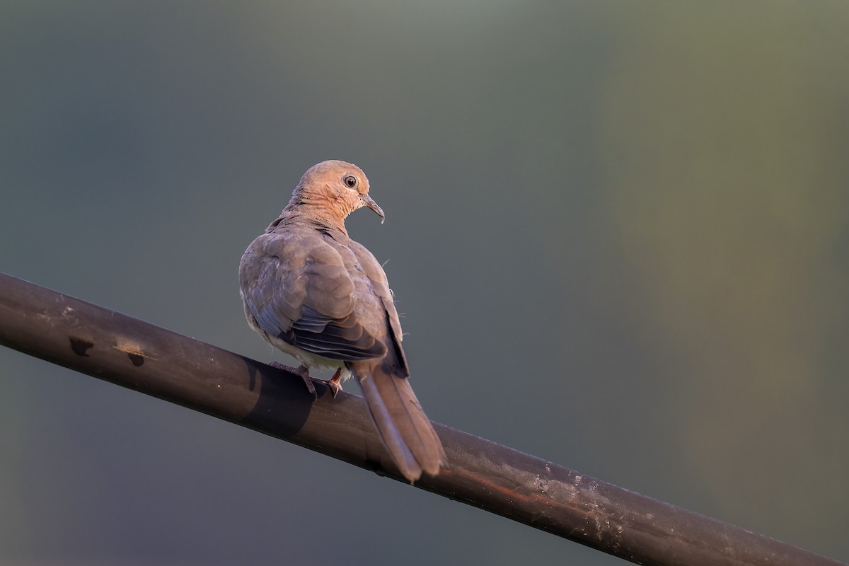 Laughing Dove - Parthasarathi Chakrabarti