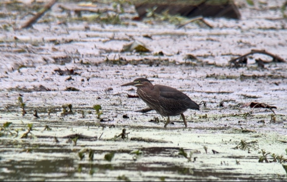 Green Heron - ML609324126