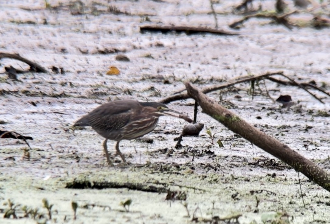 Green Heron - ML609324127