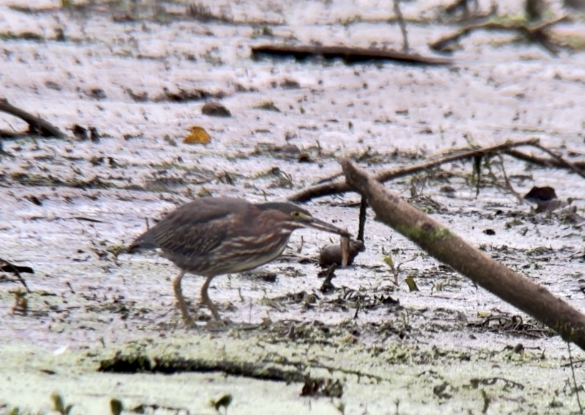 Green Heron - ML609324129