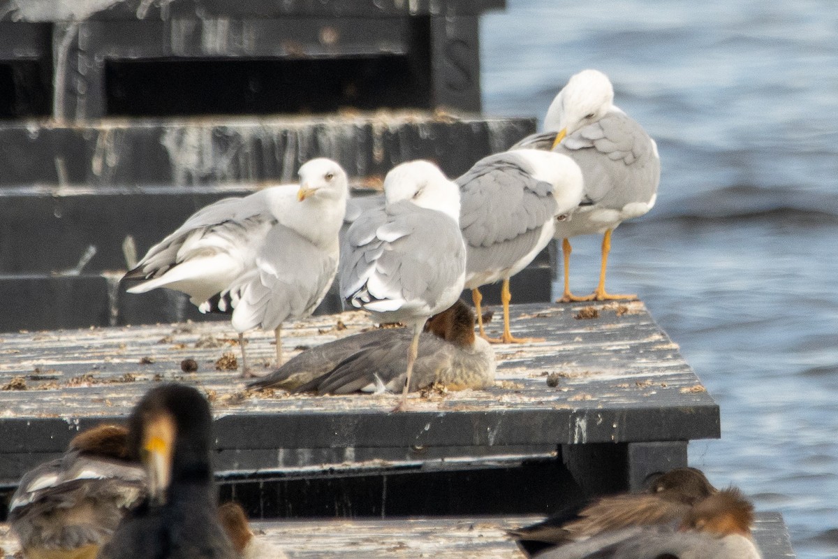 Yellow-legged Gull - Letty Roedolf Groenenboom