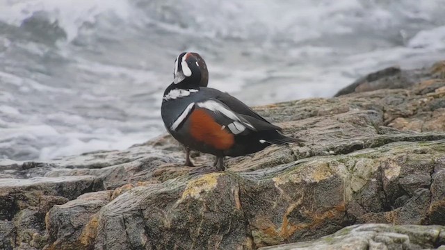 Harlequin Duck - ML609324219