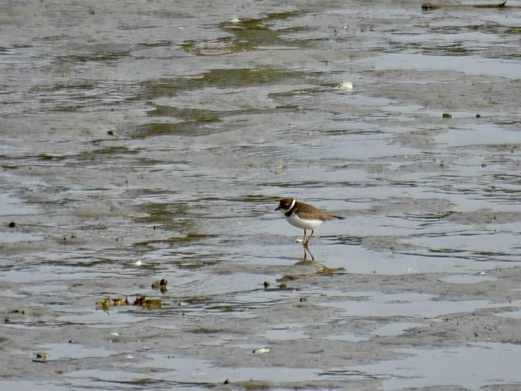 Semipalmated Plover - ML609324265