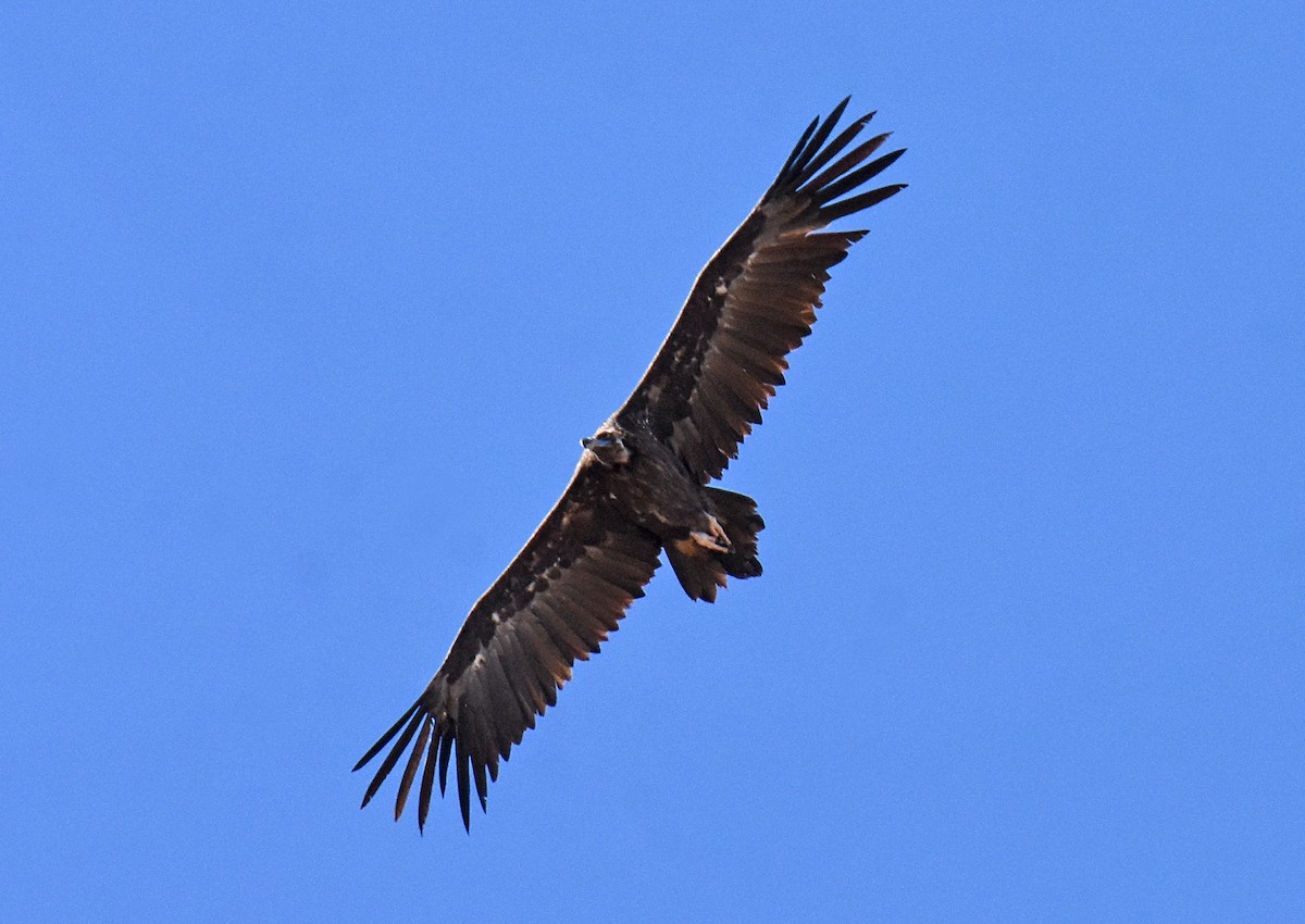 Cinereous Vulture - José A Cortés Guerrero
