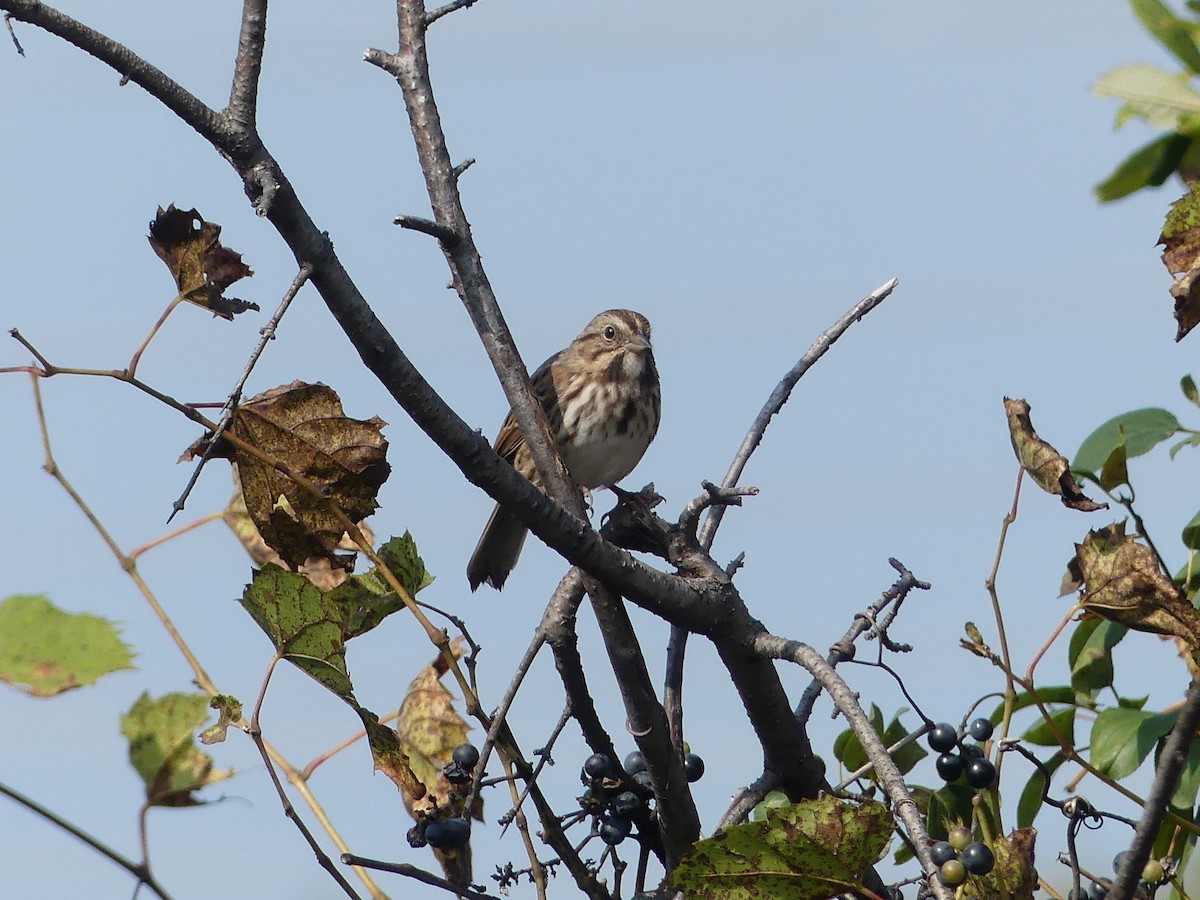 Song Sparrow - ML609324317