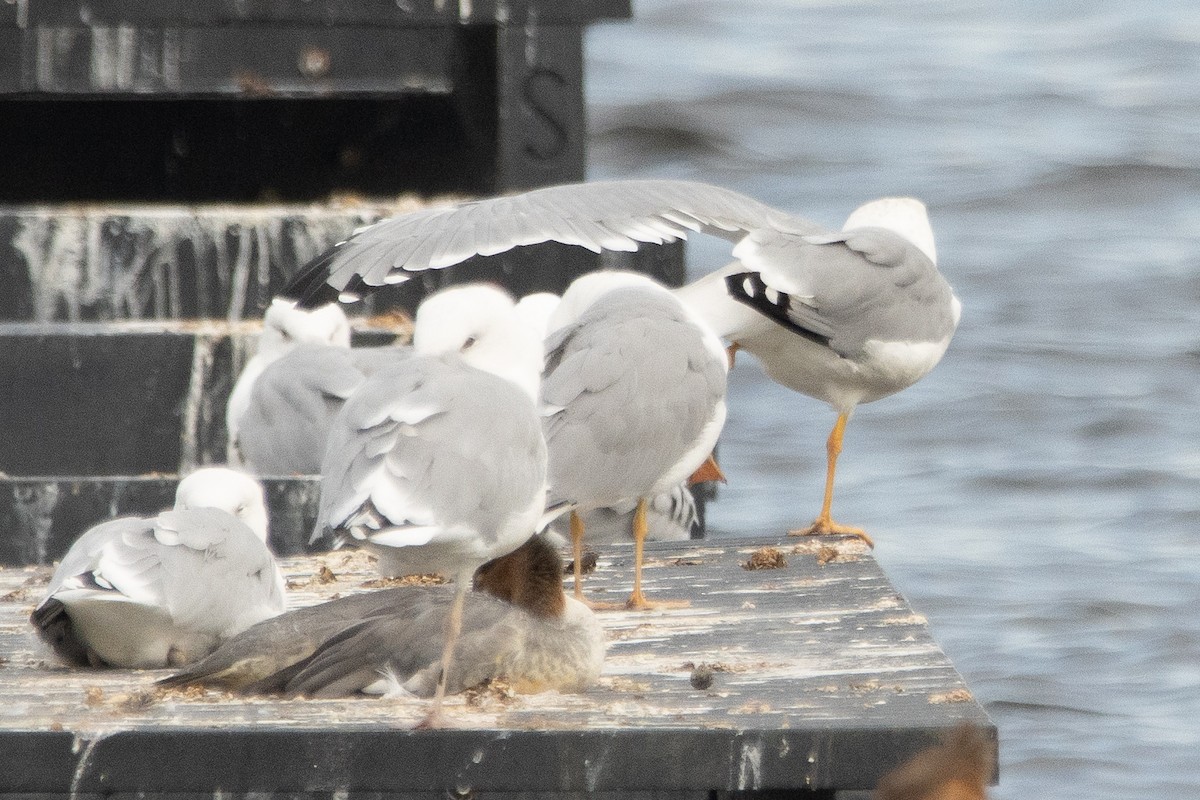 Yellow-legged Gull - ML609324334