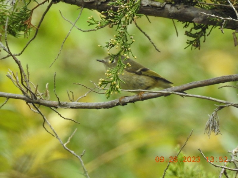 Roitelet à couronne rubis - ML609324405