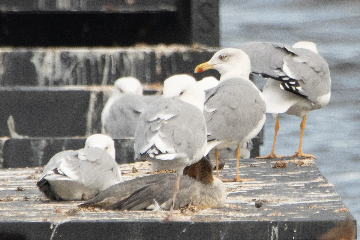 Yellow-legged Gull - Letty Roedolf Groenenboom