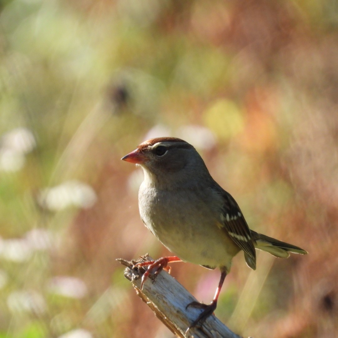 White-crowned Sparrow - ML609324582