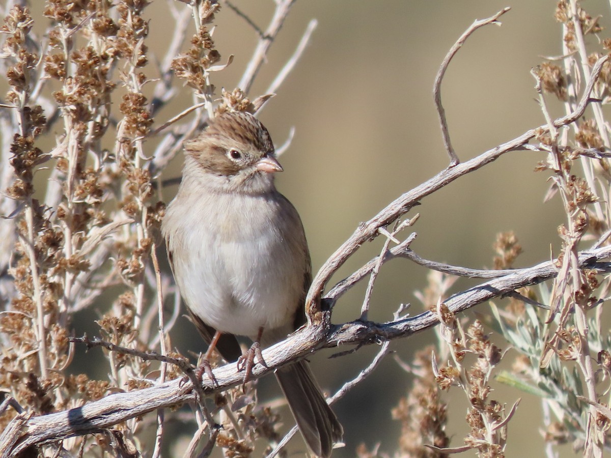 Brewer's Sparrow - Pat Paternostro